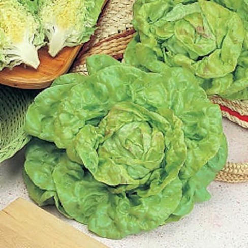 Produktbild von SPERLI's Kopfsalat-Samen 'Dynamite' Kaufen - Mein Schöner Garten