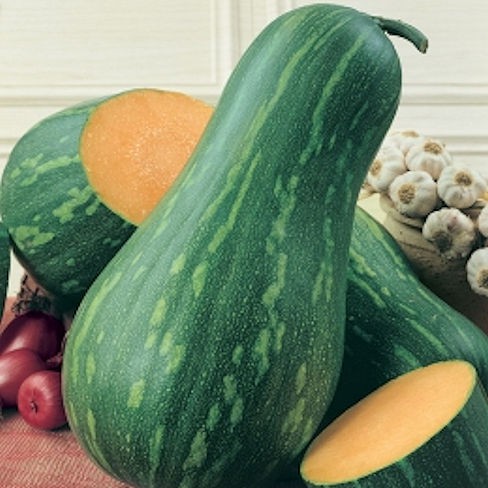 Kurbis Lunga Gigante Di Napoli