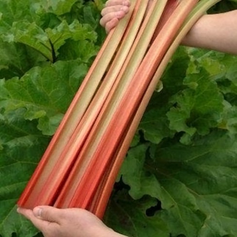Rhabarber Lider Red