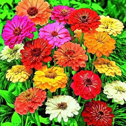 Zinnie Dahlienblütige Riesen Mischung - Lemo Gartendesign
