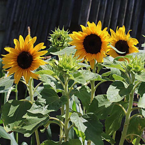 Topf Sonnenblumen Sunspot Cola